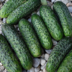 Ogórek Atik f1 1 Tyś. nasion prec. ST